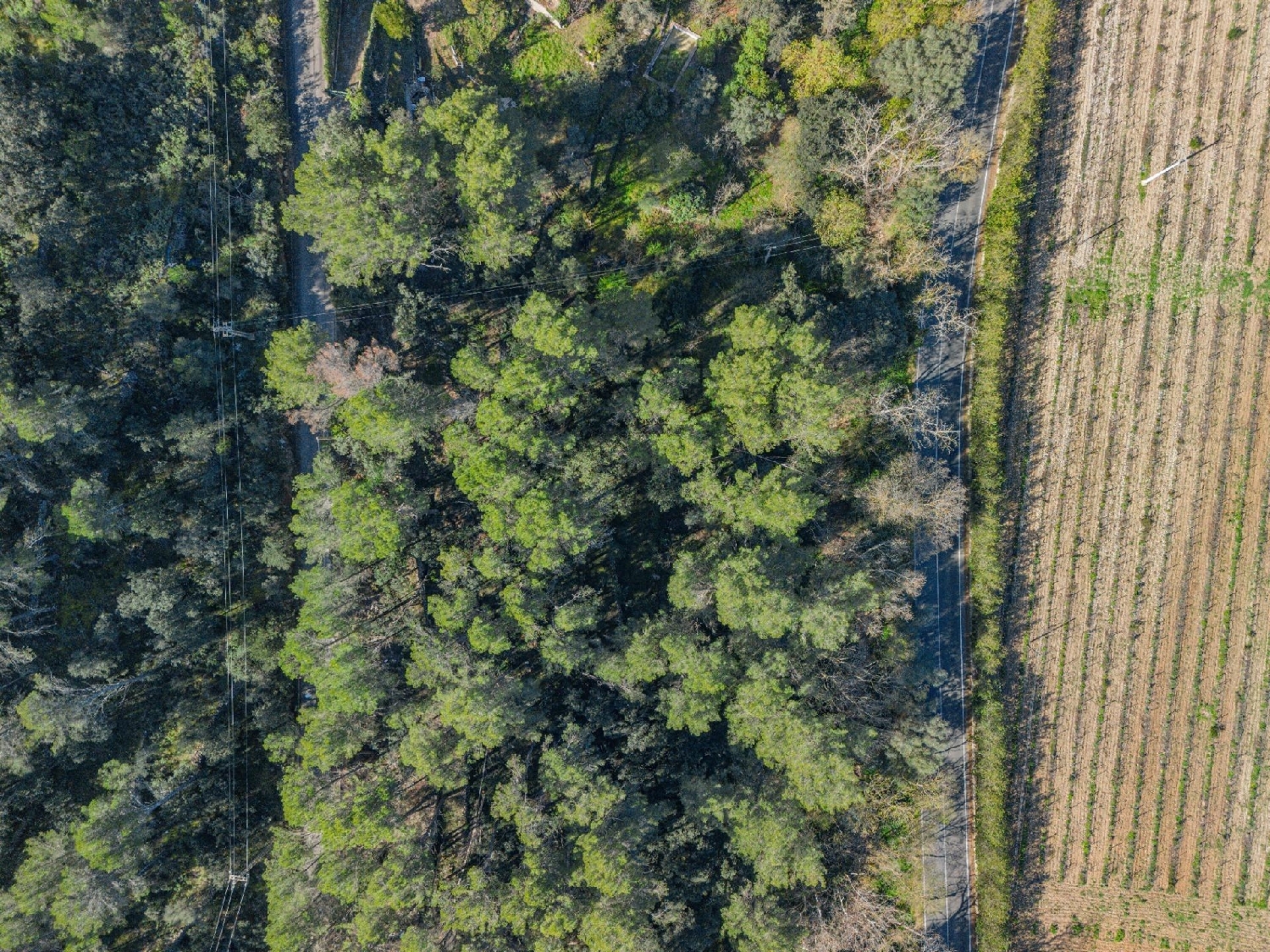  en venta terreno Puigpunyent Tramuntana 5