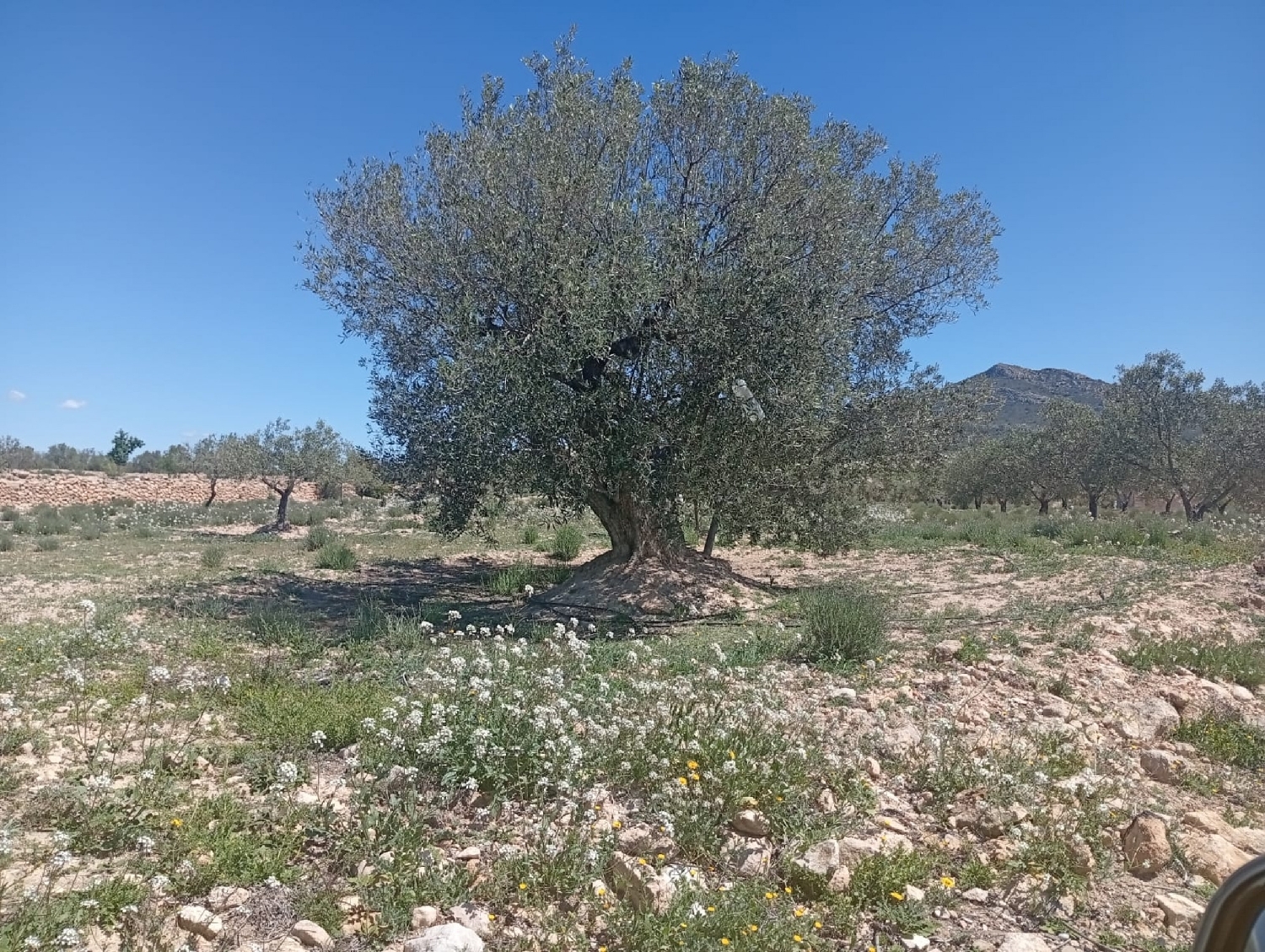  till salu tomt Salinas Alt Vinalopó 5