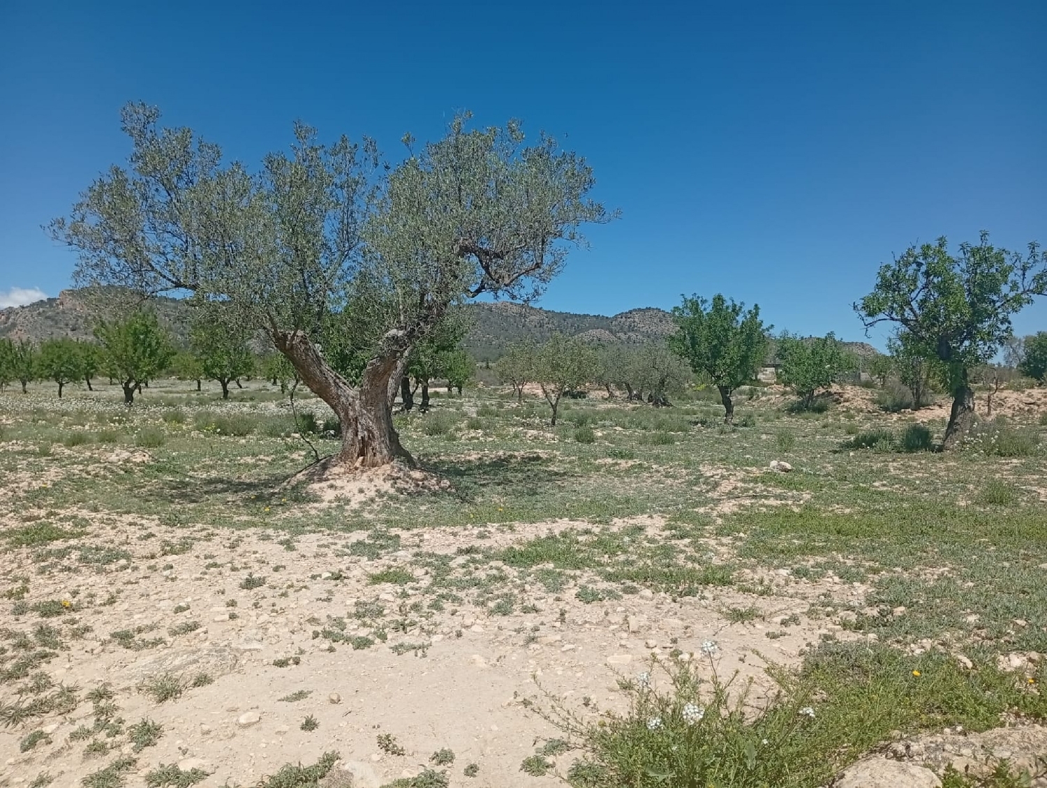  till salu tomt Salinas Alt Vinalopó 4