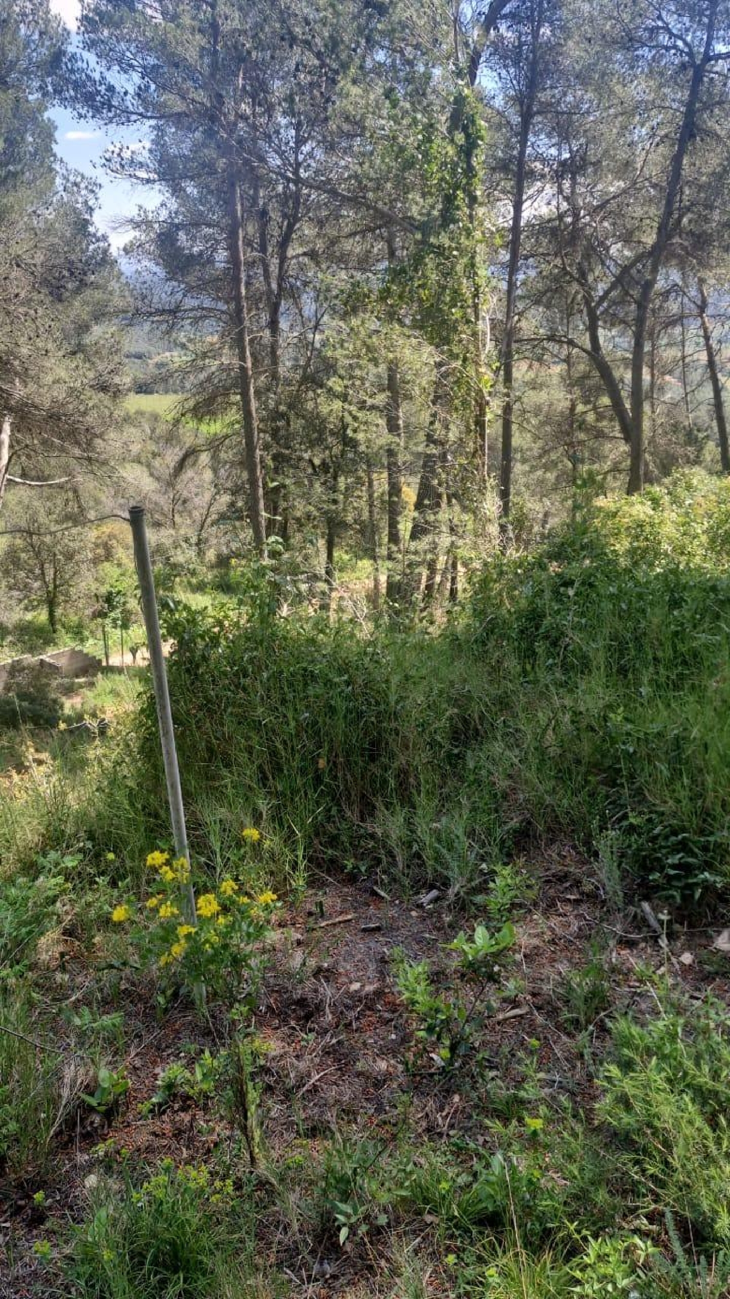  for sale plot Sant Joan De Mediona Alt Penedès 4