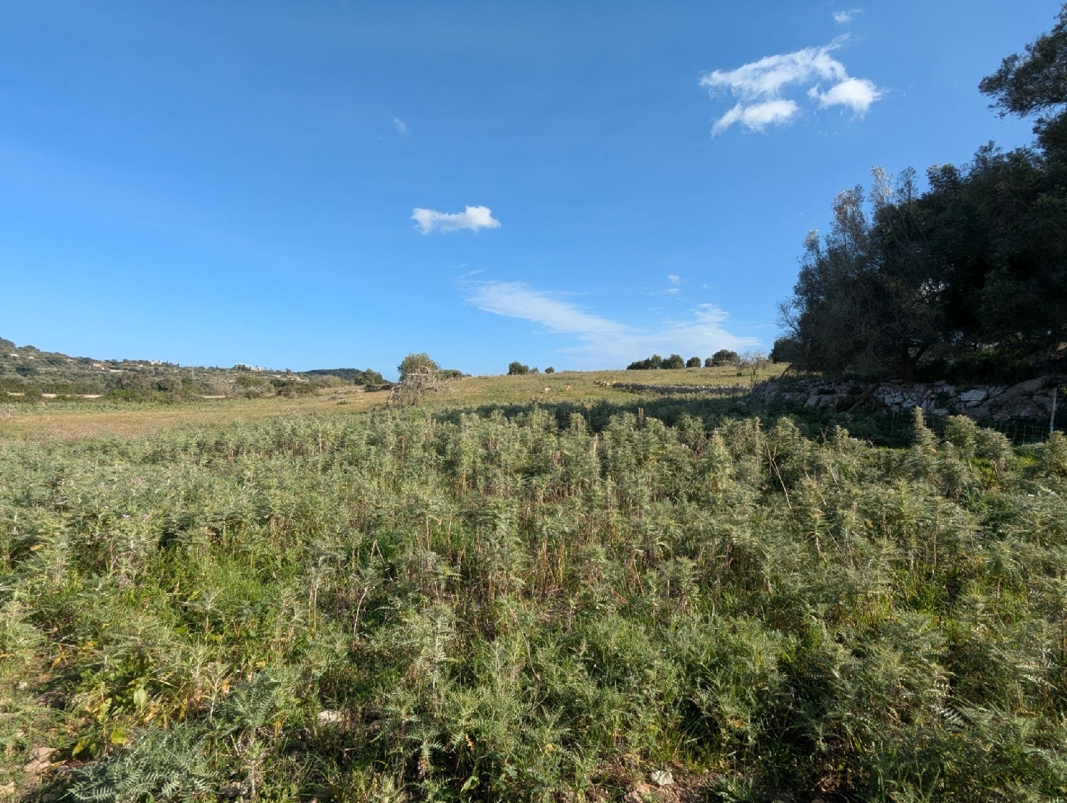  en venta terreno Son Servera Llevant 4