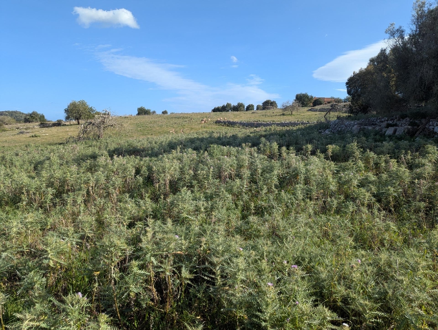  en venta terreno Son Servera Llevant 7