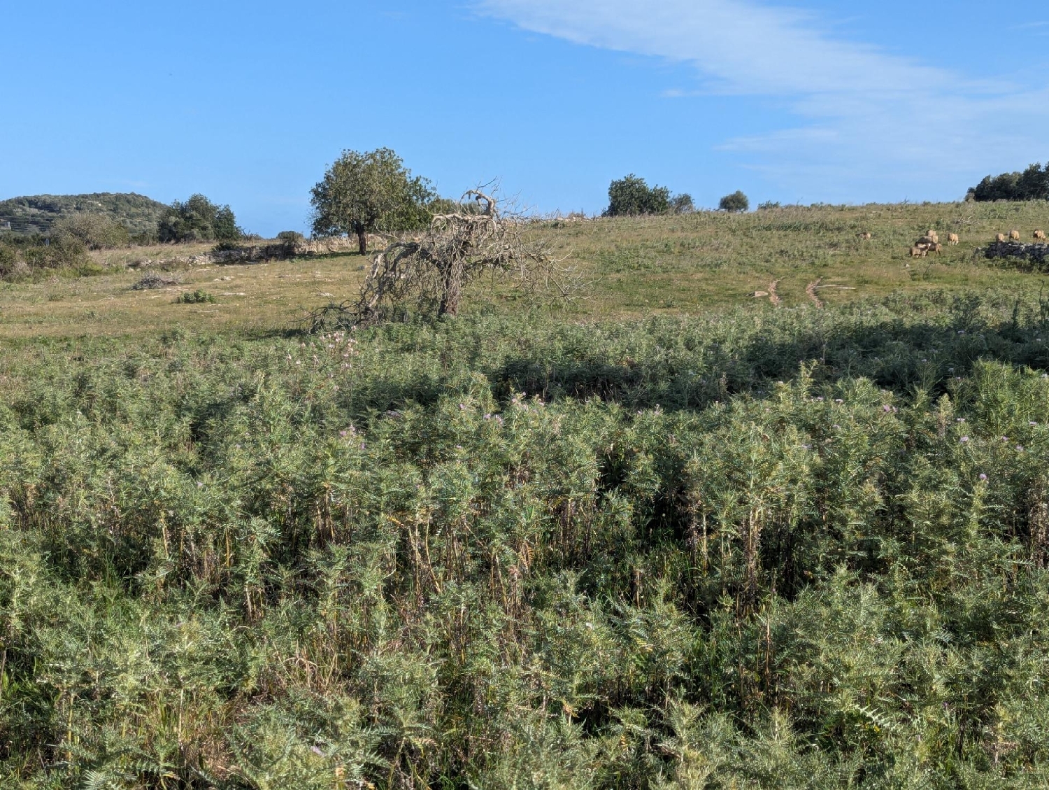  en venta terreno Son Servera Llevant 6