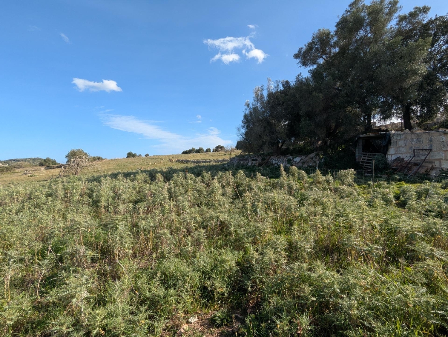  en venta terreno Son Servera Llevant 5