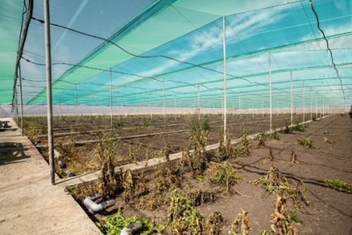 Utrera Bajo Guadalquivir perceel foto 6368182