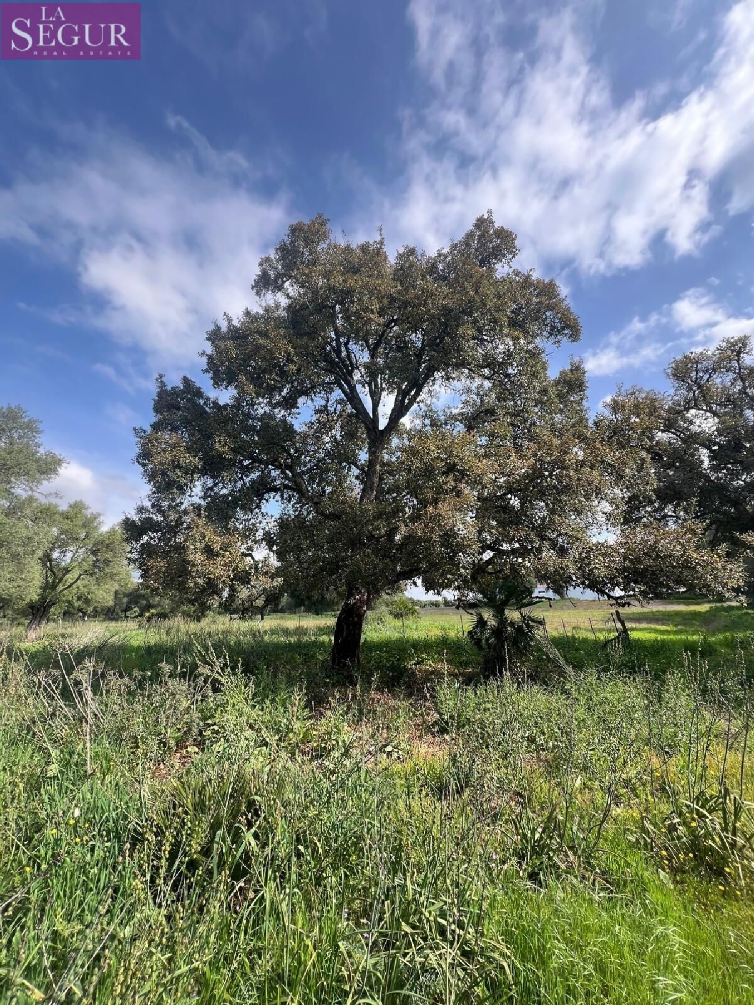  kaufen Grundstück Vejer De La Frontera Janda (La) 3