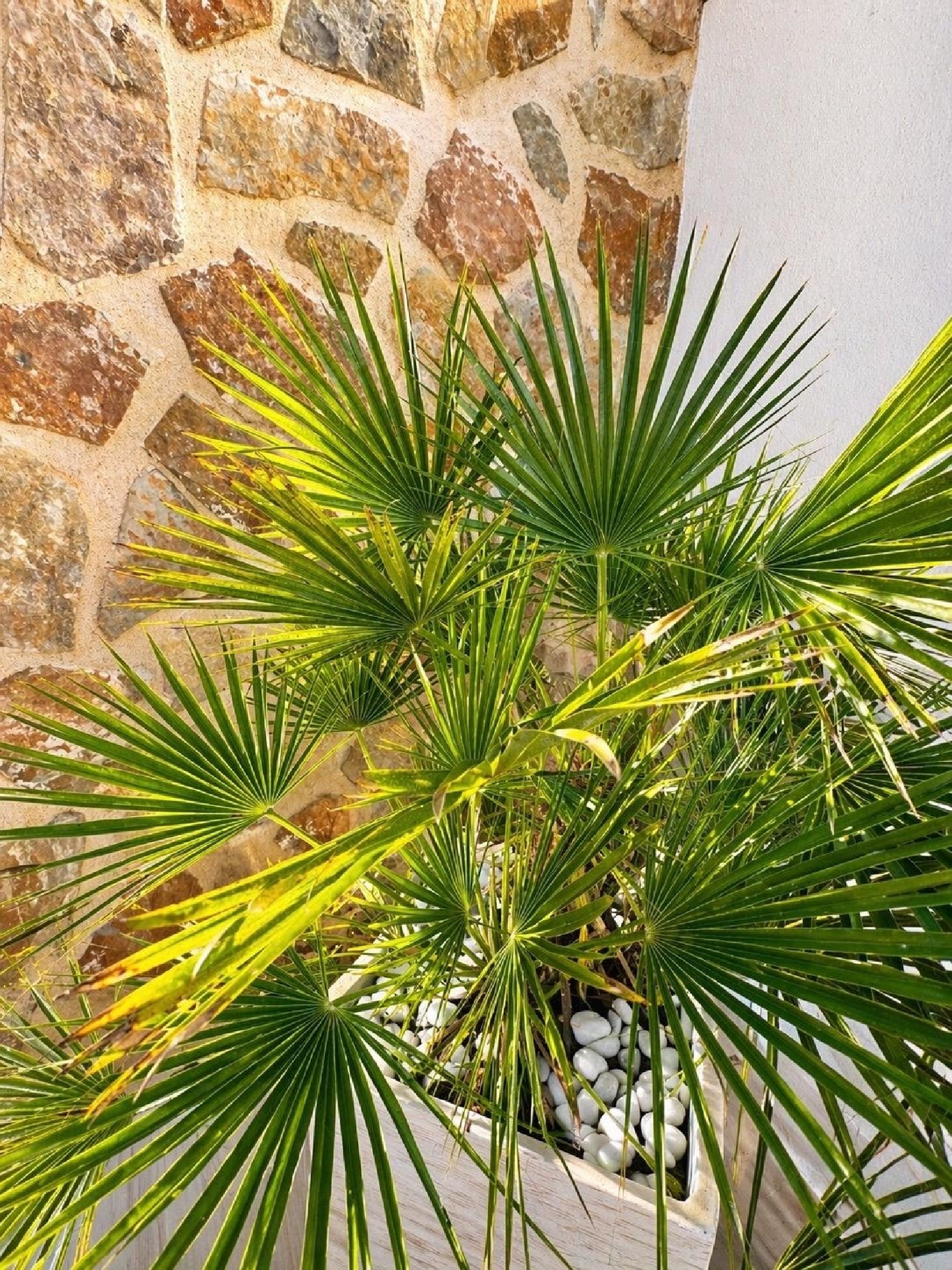  till salu parhus Orihuela Costa Baix Segura 5