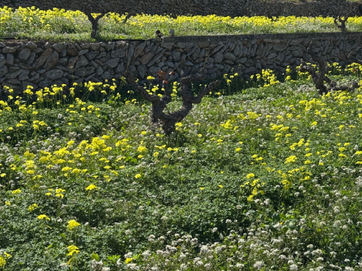  kaufen Villa Benissa Marina Alta 22