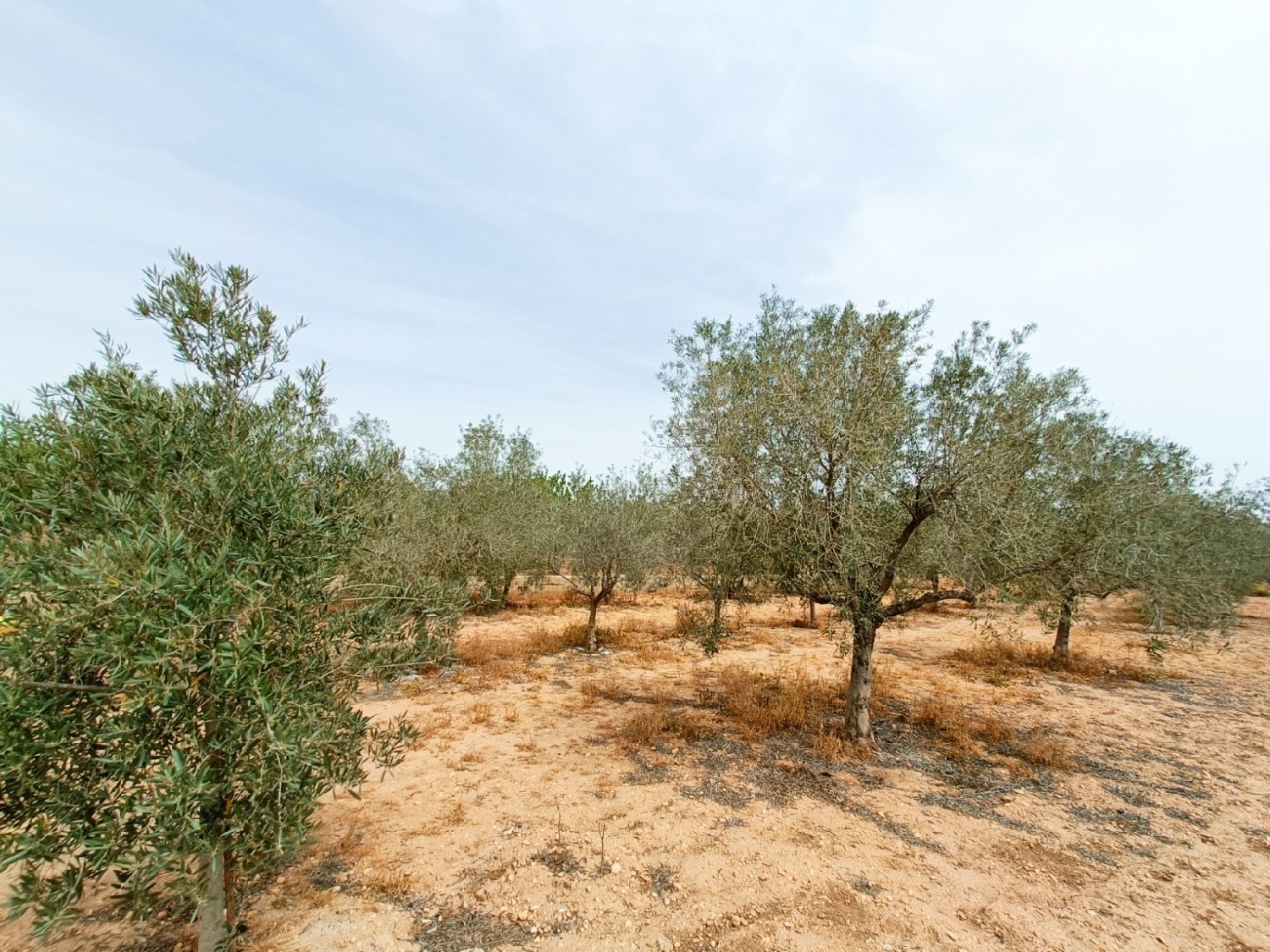  à vendre villa Hondón De Los Frailes Vinalopó Mitjà 31