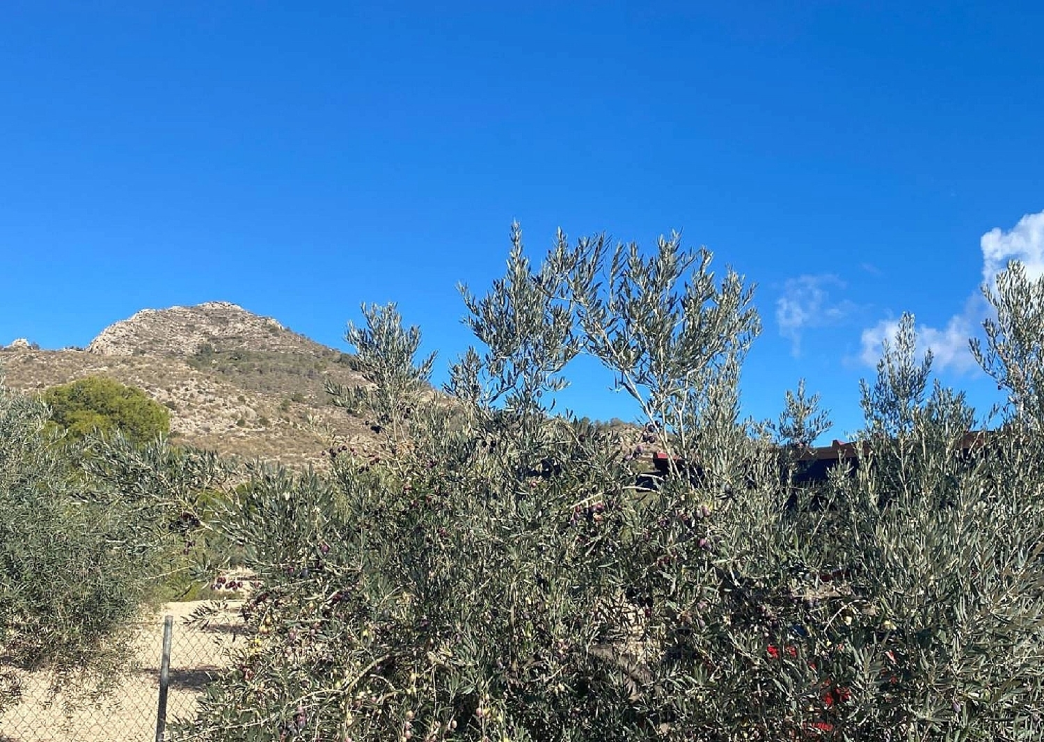  kaufen Villa Sax Alt Vinalopó 14