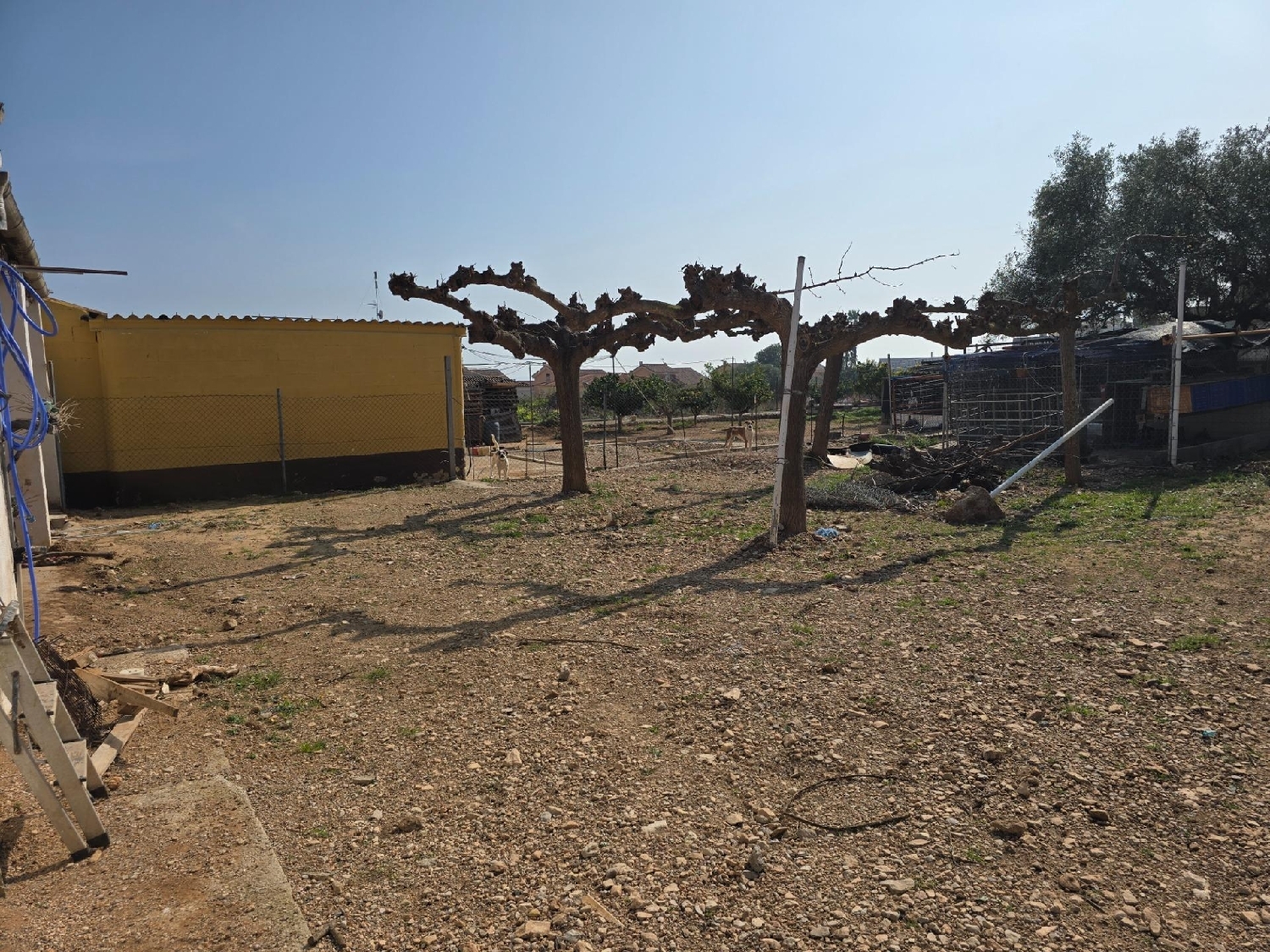  en venta finca rústica Alcanar Montsià 6