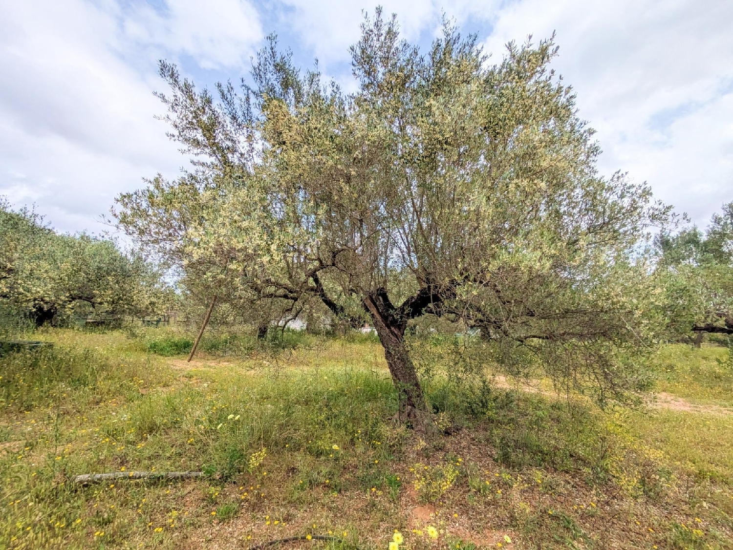 à vendre maison de campagne Amposta Montsià 2