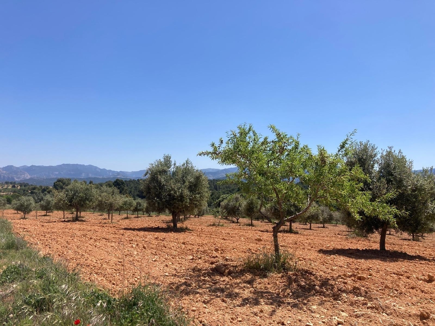  for sale country house Cretas Matarraña 2