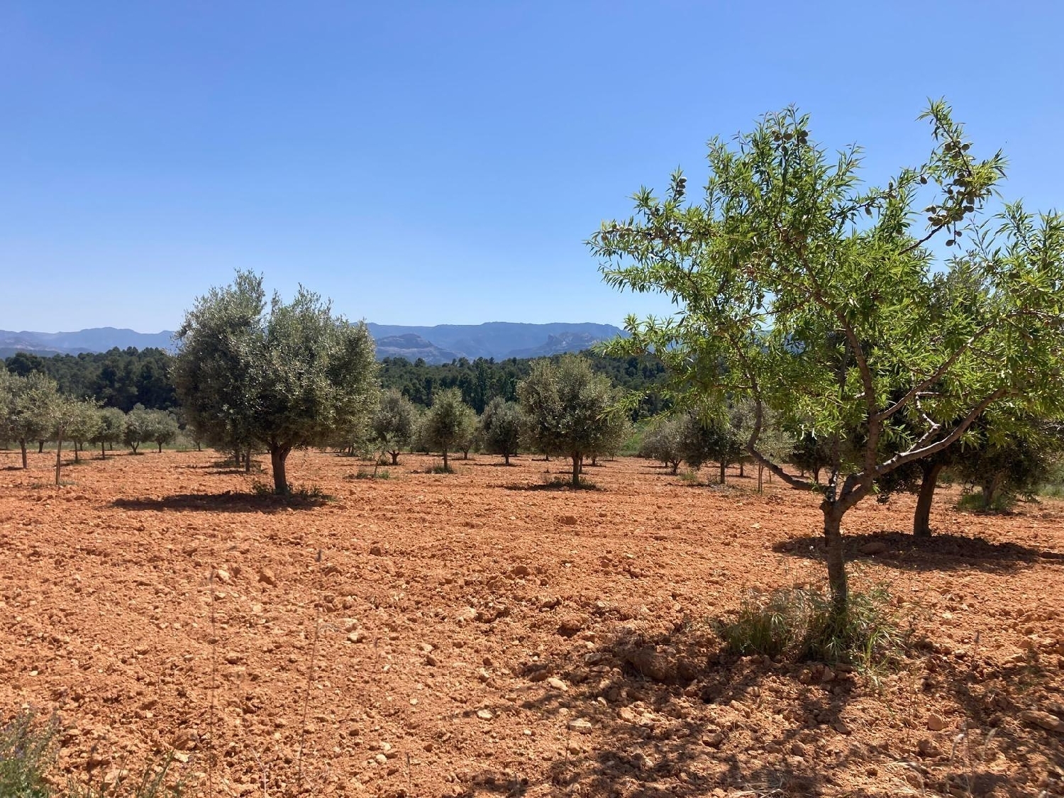  for sale country house Cretas Matarraña 3