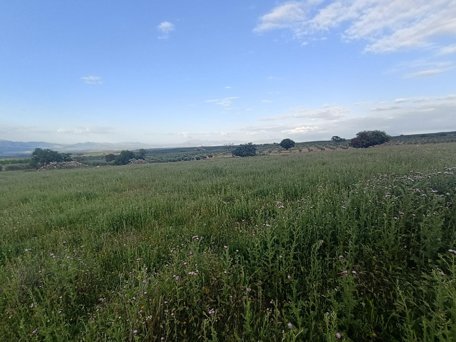  for sale country house El Salar Baix Segura 7