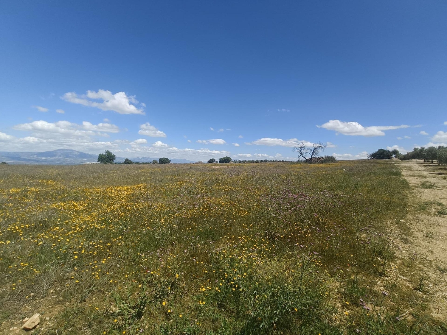  for sale country house El Salar Baix Segura 8