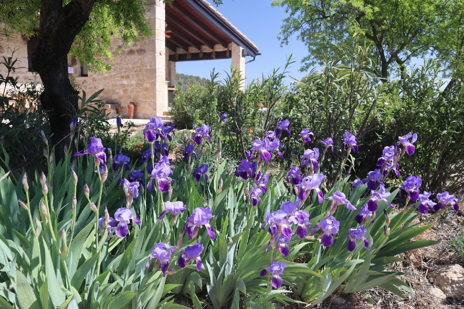  en venta finca rústica La Fresneda Matarraña 5