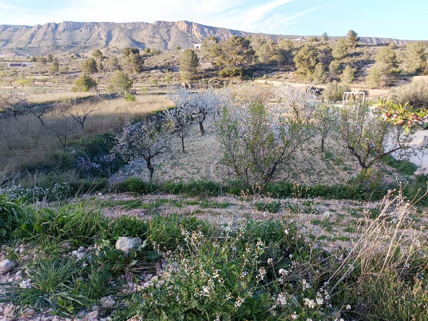 te koop boerderij La Romana Vinalopó Mitjà 3