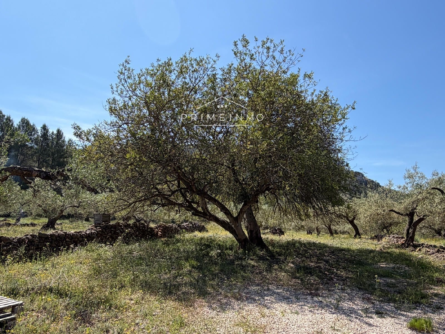 en venta finca rústica L'ametlla De Mar Baix Ebre 15