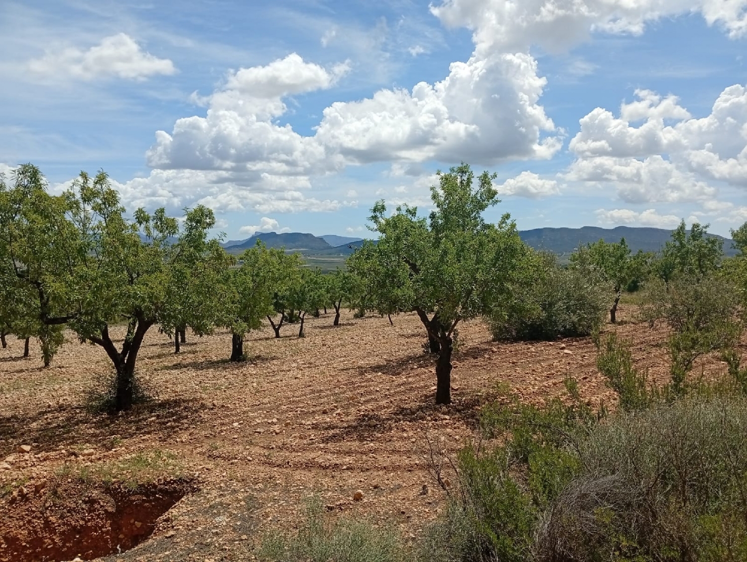  for sale country house Salinas Alt Vinalopó 6
