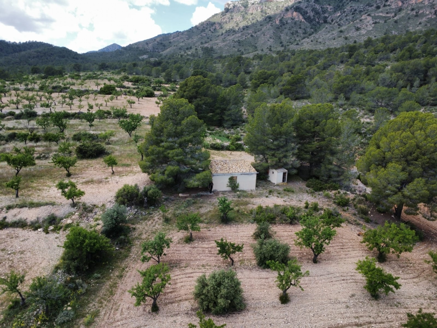  for sale country house Salinas Alt Vinalopó 3