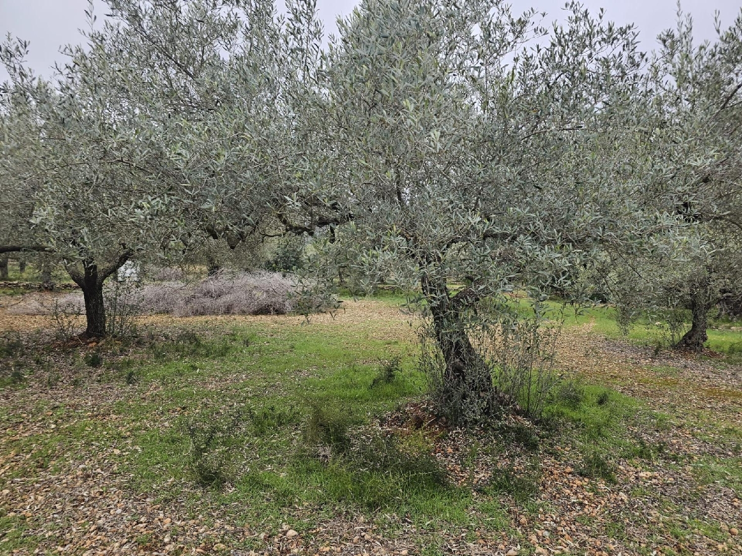  en venta finca rústica Sant Carles De La Ràpita Montsià 1