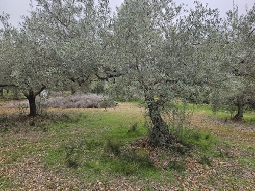 Sant Carles De La Ràpita Montsià maison de campagne foto 6382444