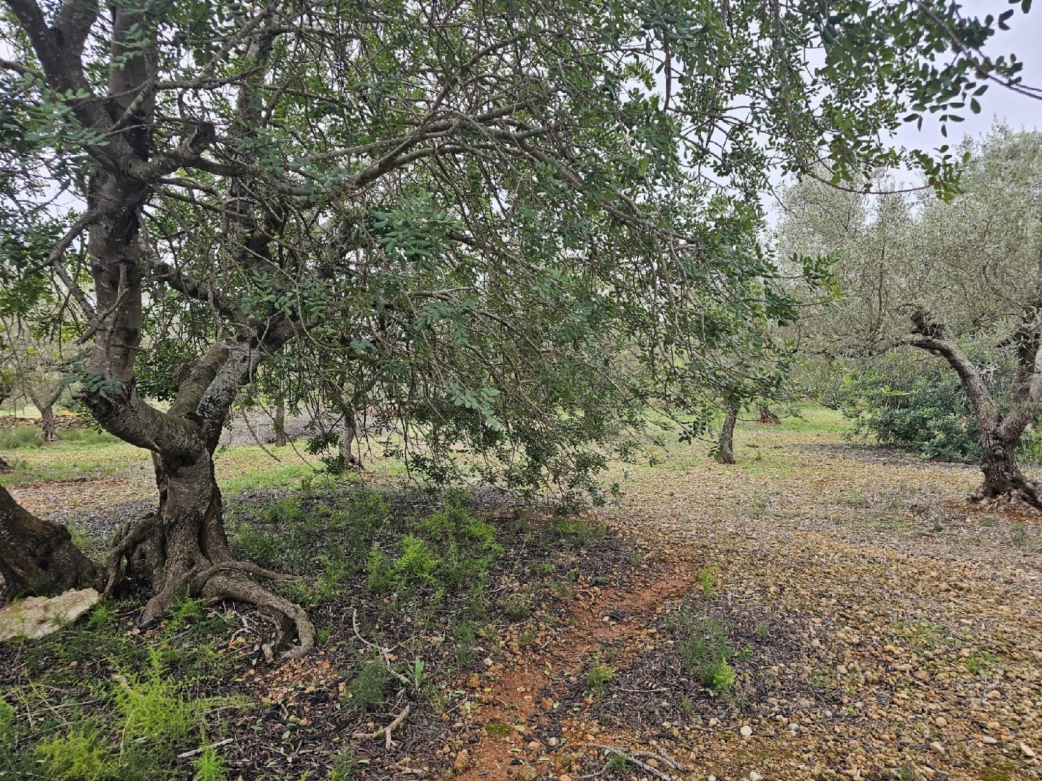  en venta finca rústica Sant Carles De La Ràpita Montsià 4