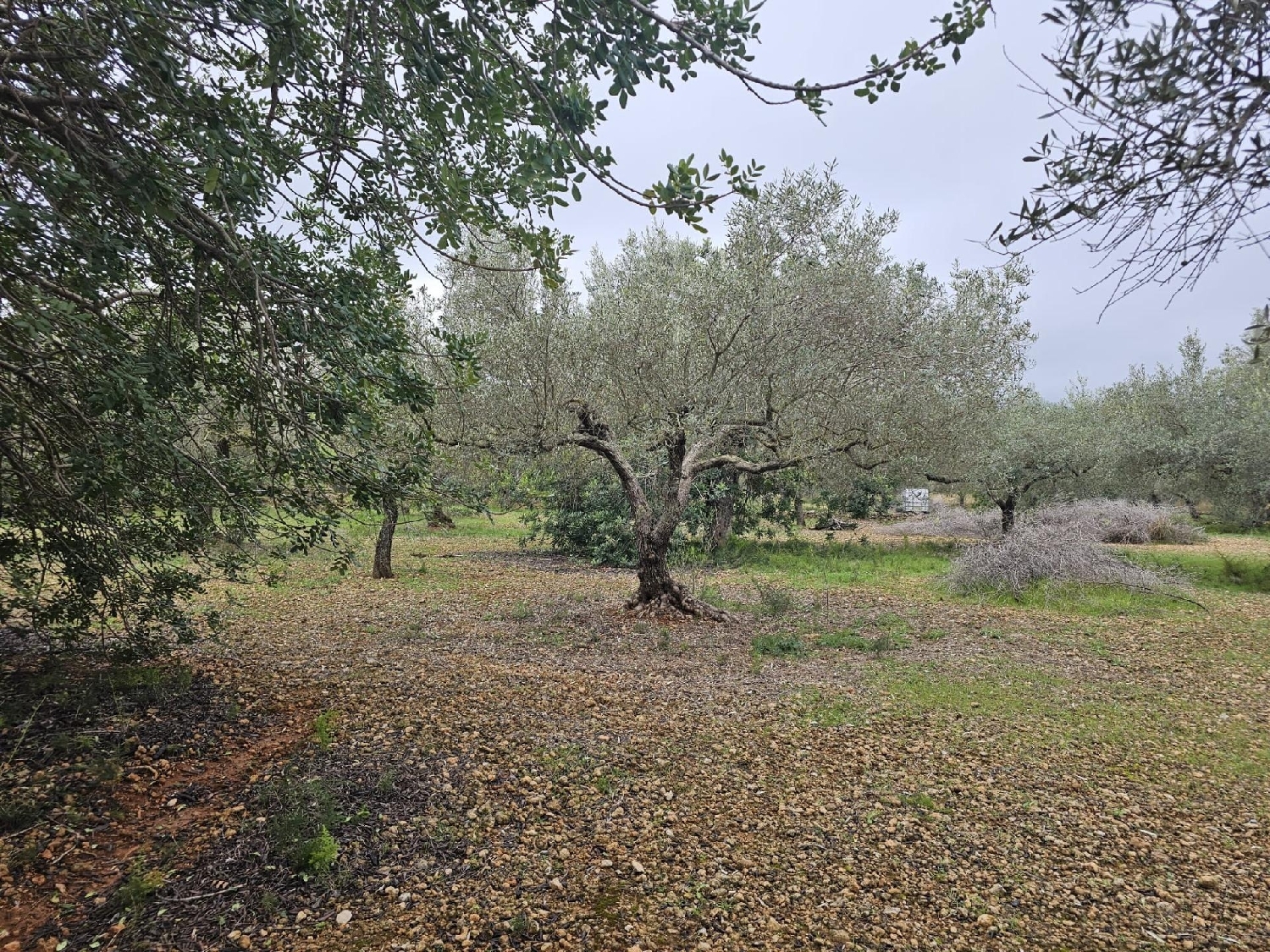  en venta finca rústica Sant Carles De La Ràpita Montsià 3