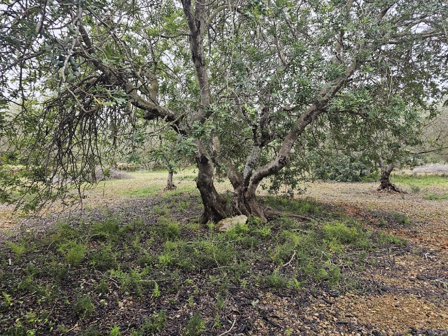  en venta finca rústica Sant Carles De La Ràpita Montsià 5