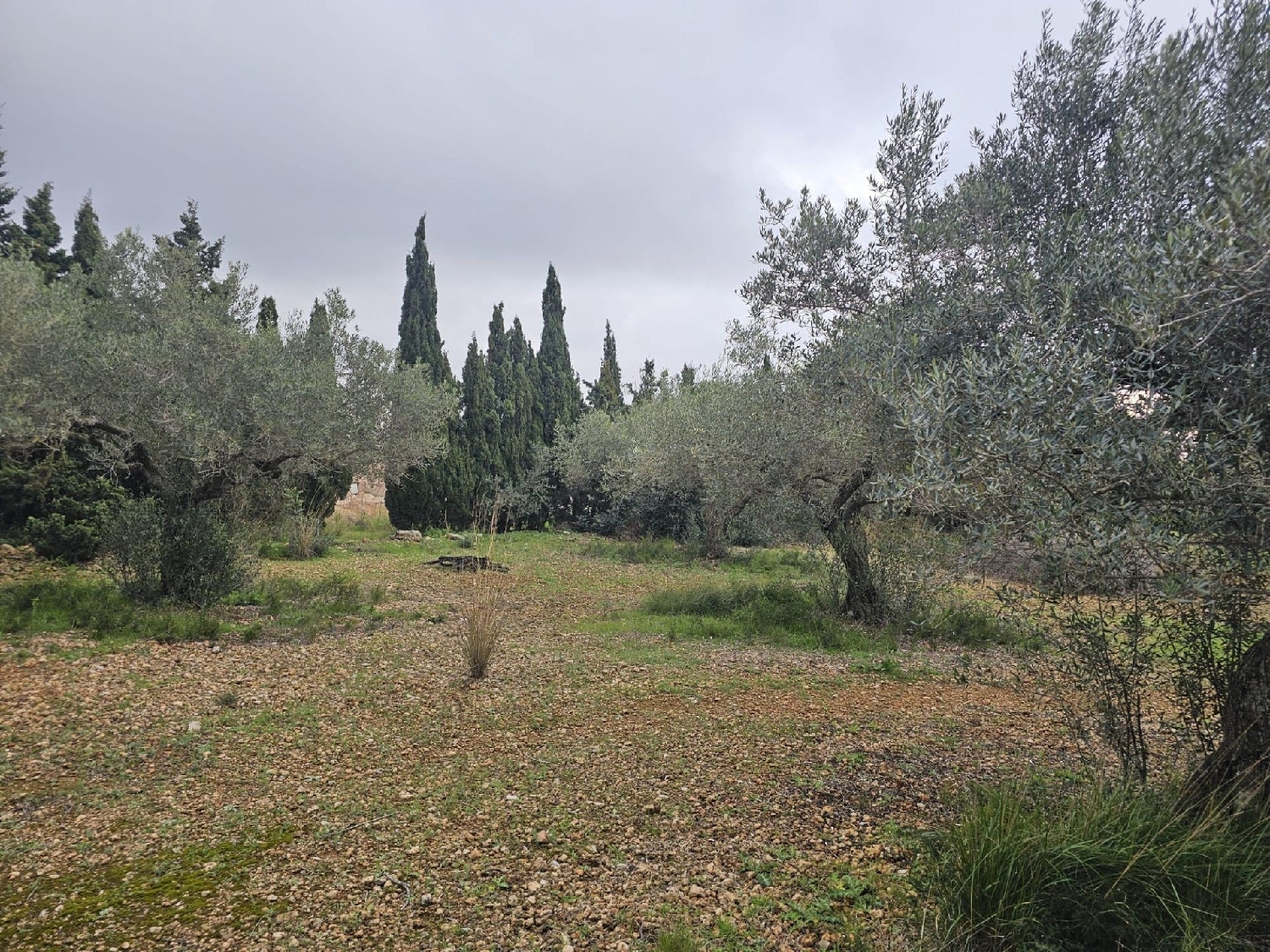  en venta finca rústica Sant Carles De La Ràpita Montsià 2