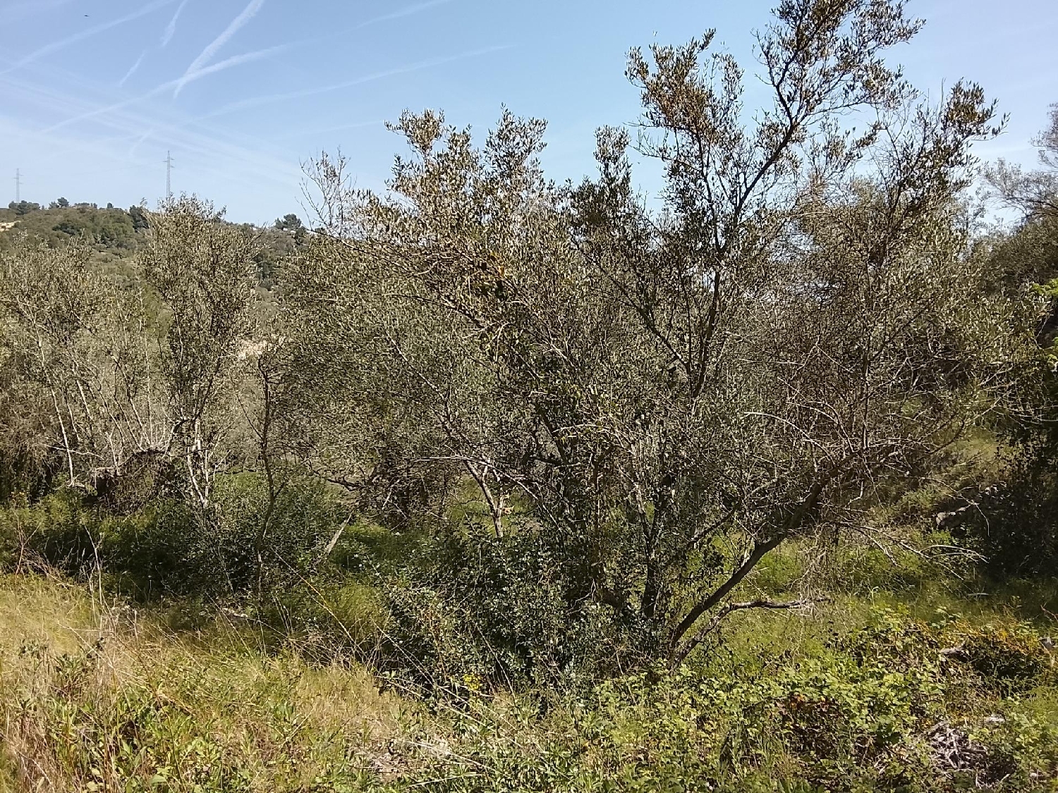  till salu hus på landet Tortosa Baix Ebre 4