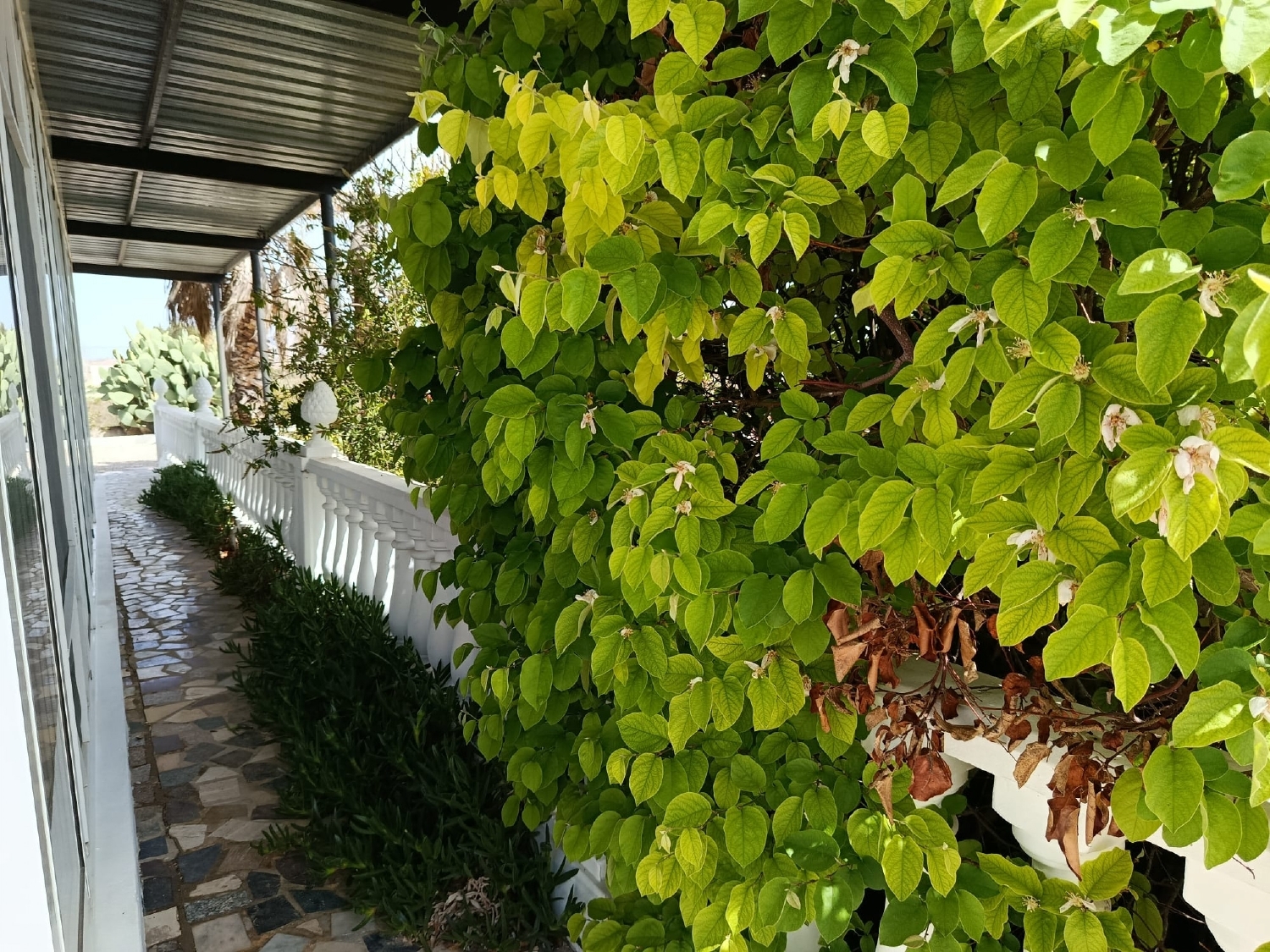  till salu hus på landet Villena Alt Vinalopó 15