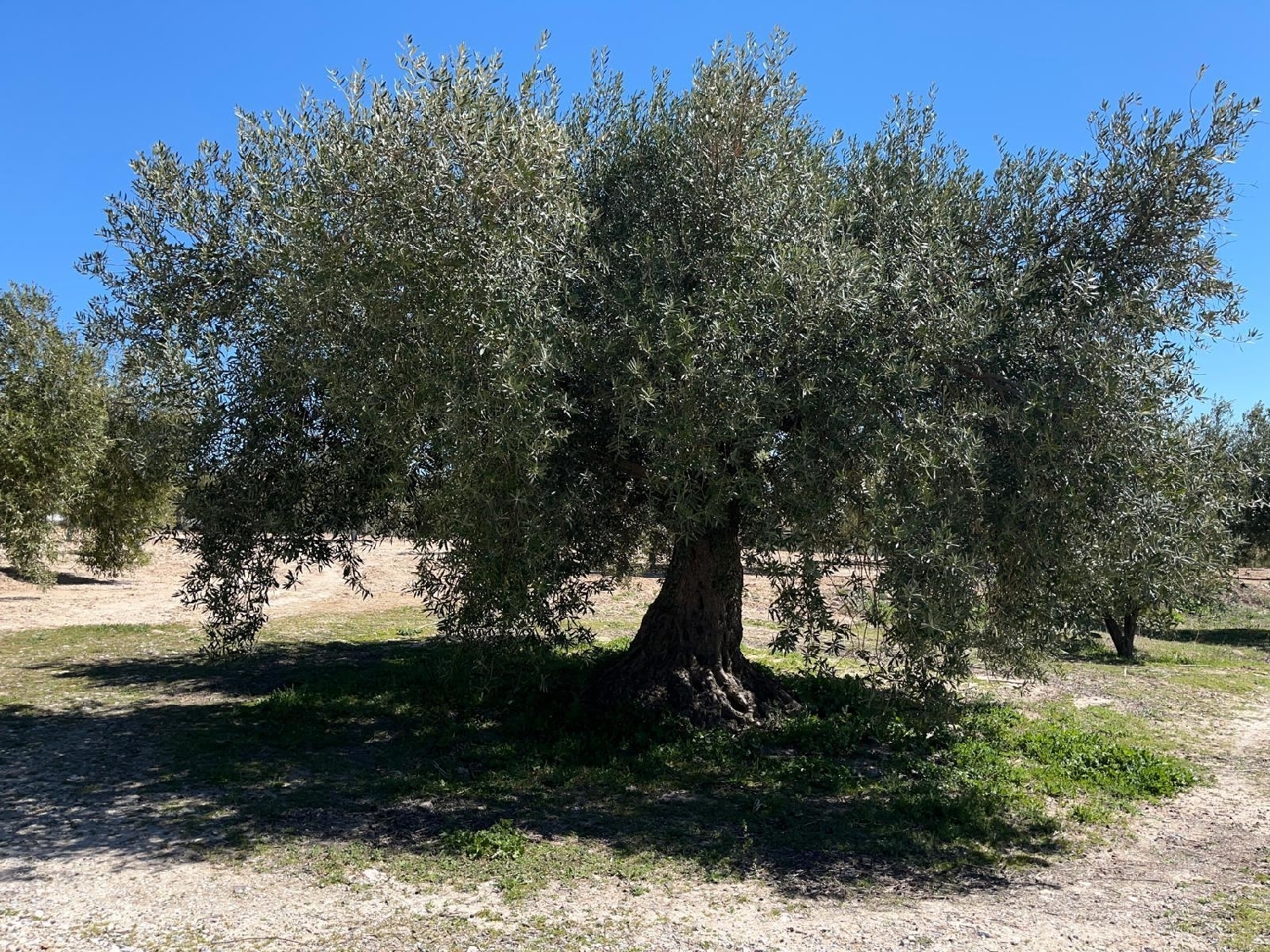  te koop huis Alomartes Loja 7