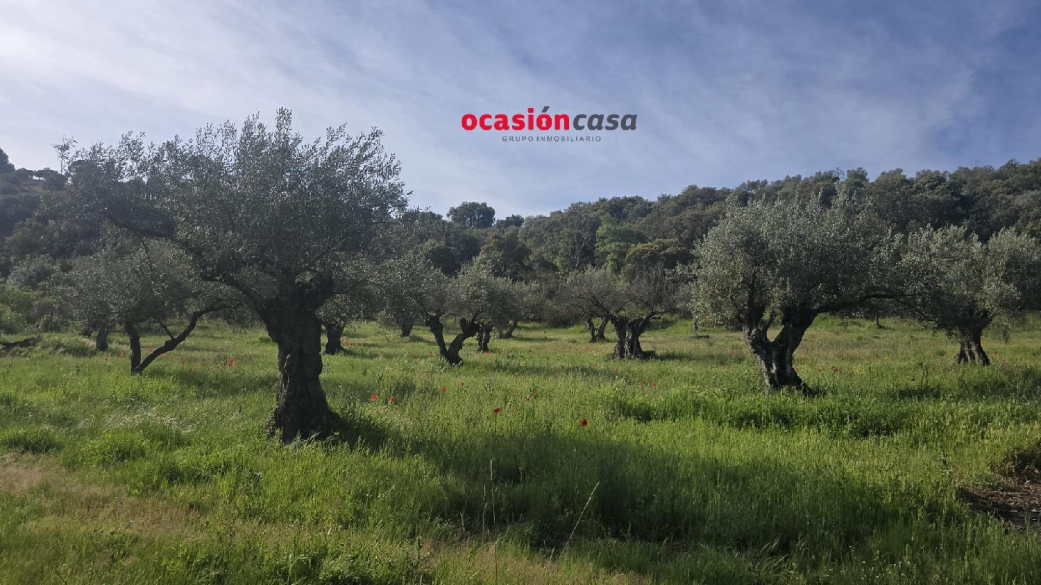  en venta casa Belmez Valle Del Guadiato 8