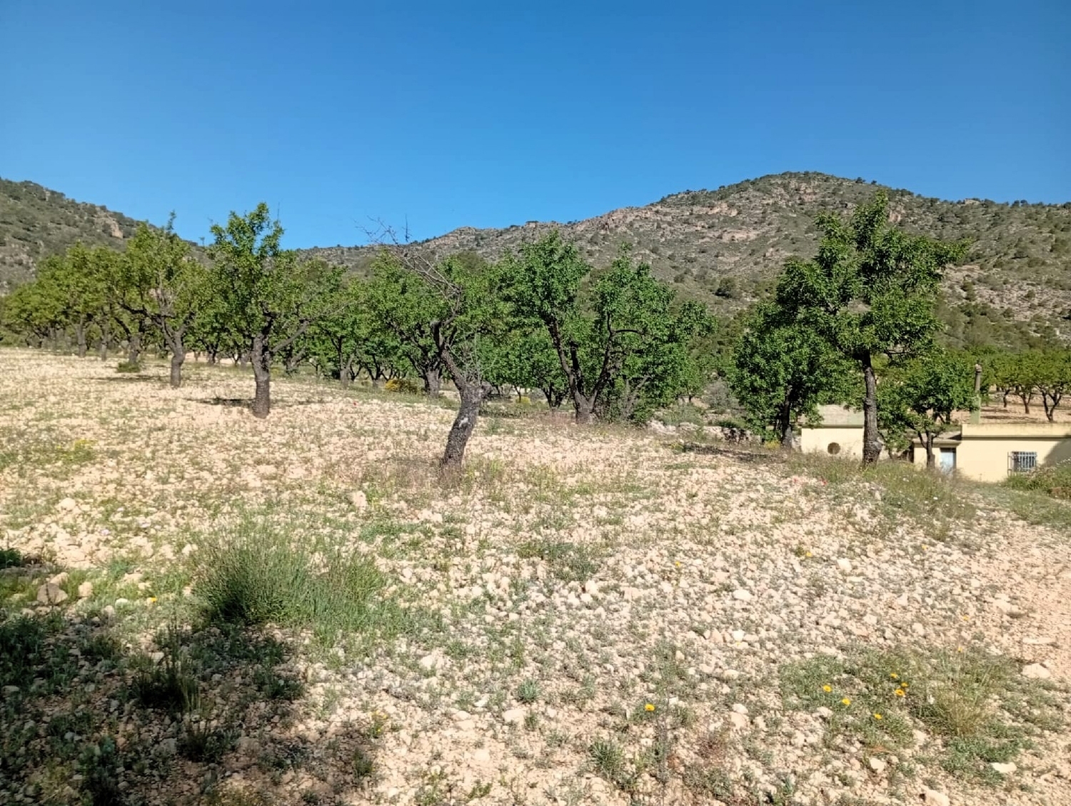  for sale house Salinas Alt Vinalopó 20