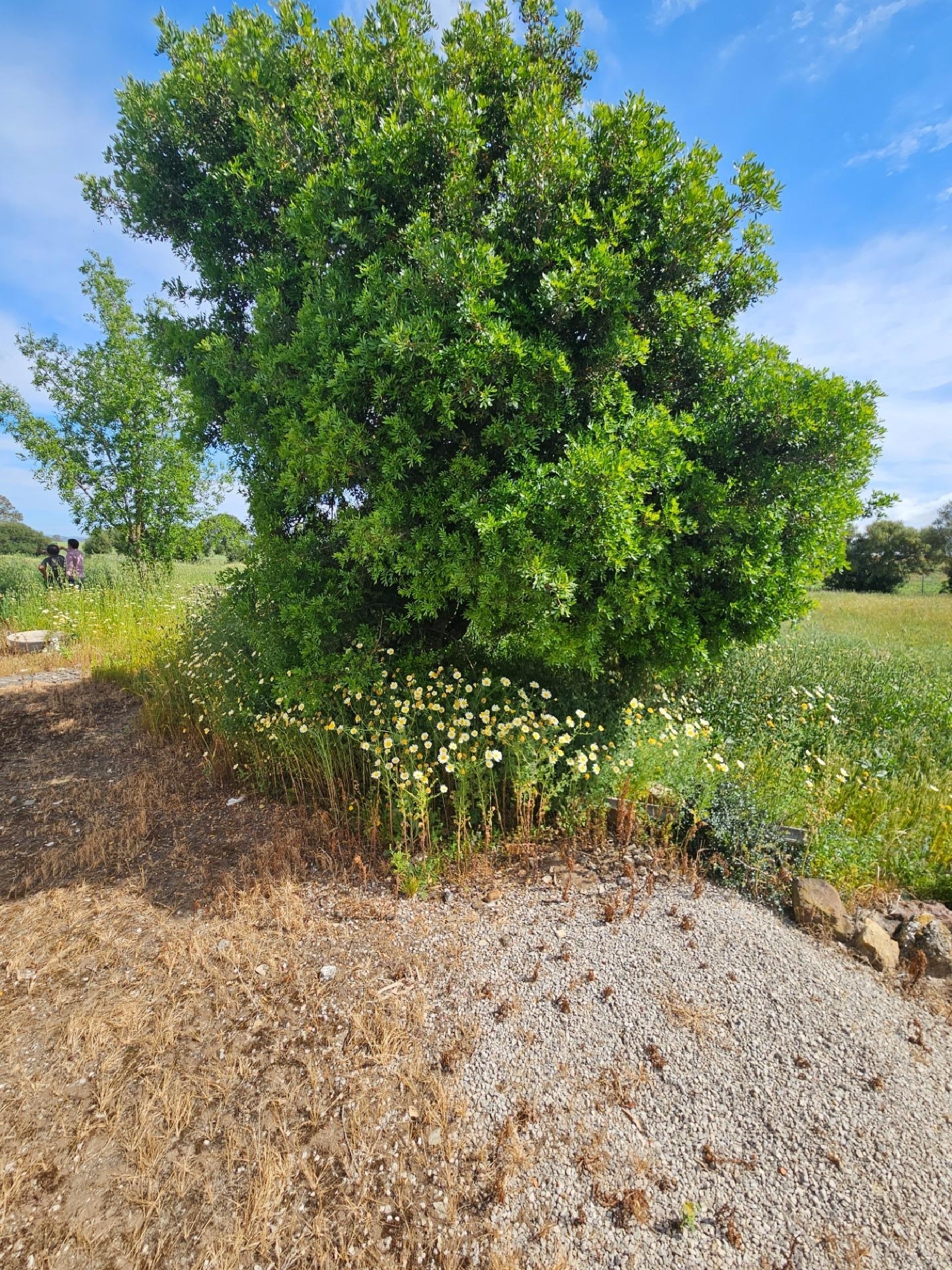  à vendre maison Vejer De La Frontera Janda (La) 5