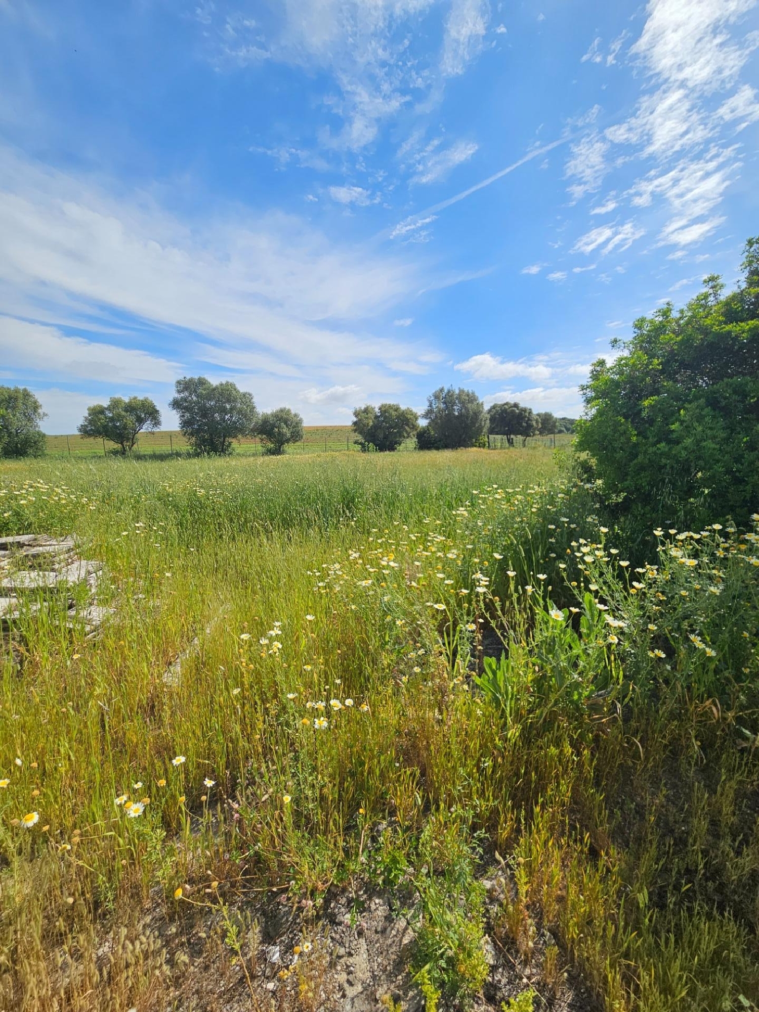  à vendre maison Vejer De La Frontera Janda (La) 6