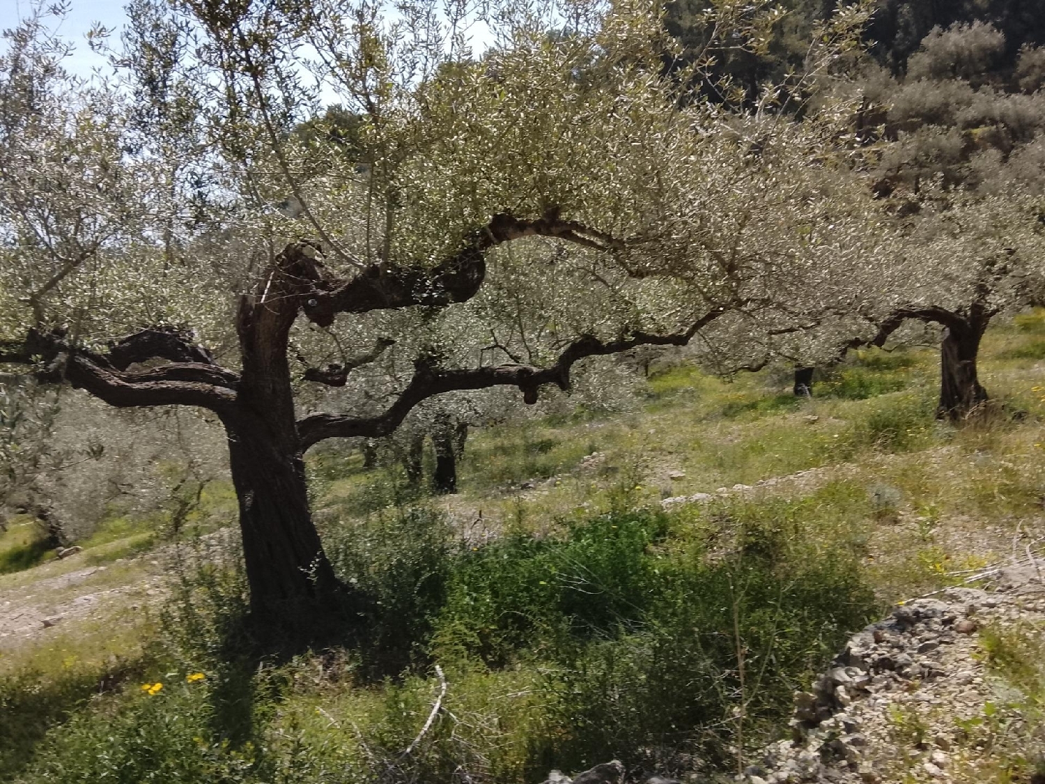  till salu tomt Aldea Bergantiños 2