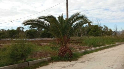 Benicasim Plana Alta tomt foto 6378089