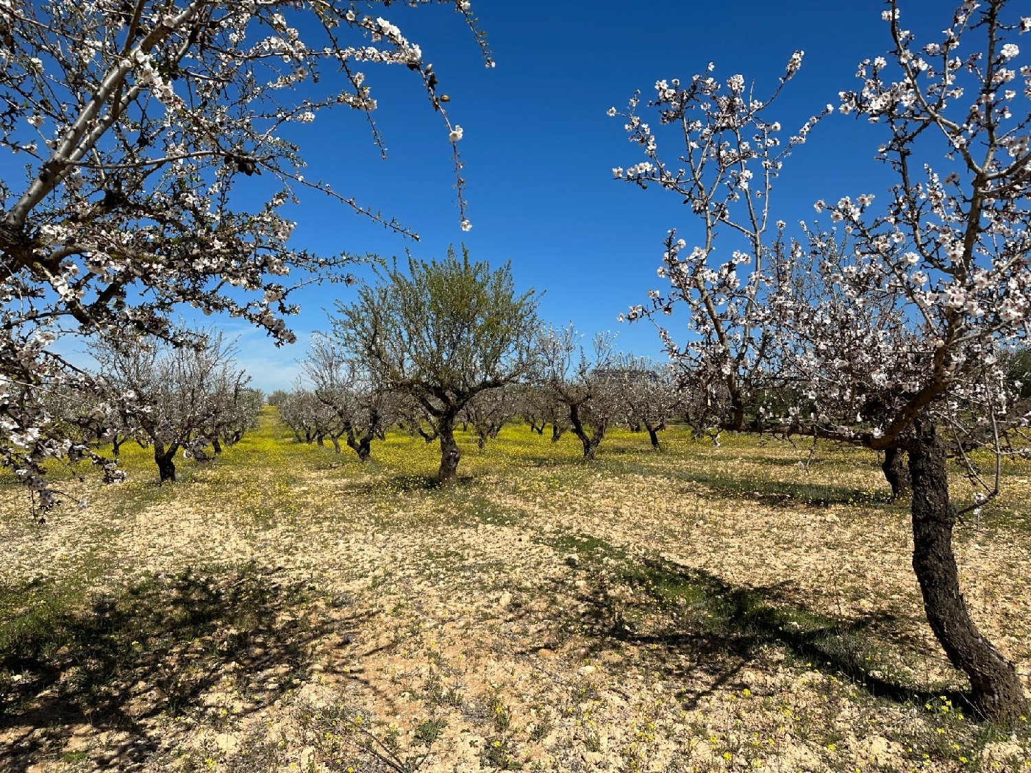  for sale plot Dílar Vega De Granada 8