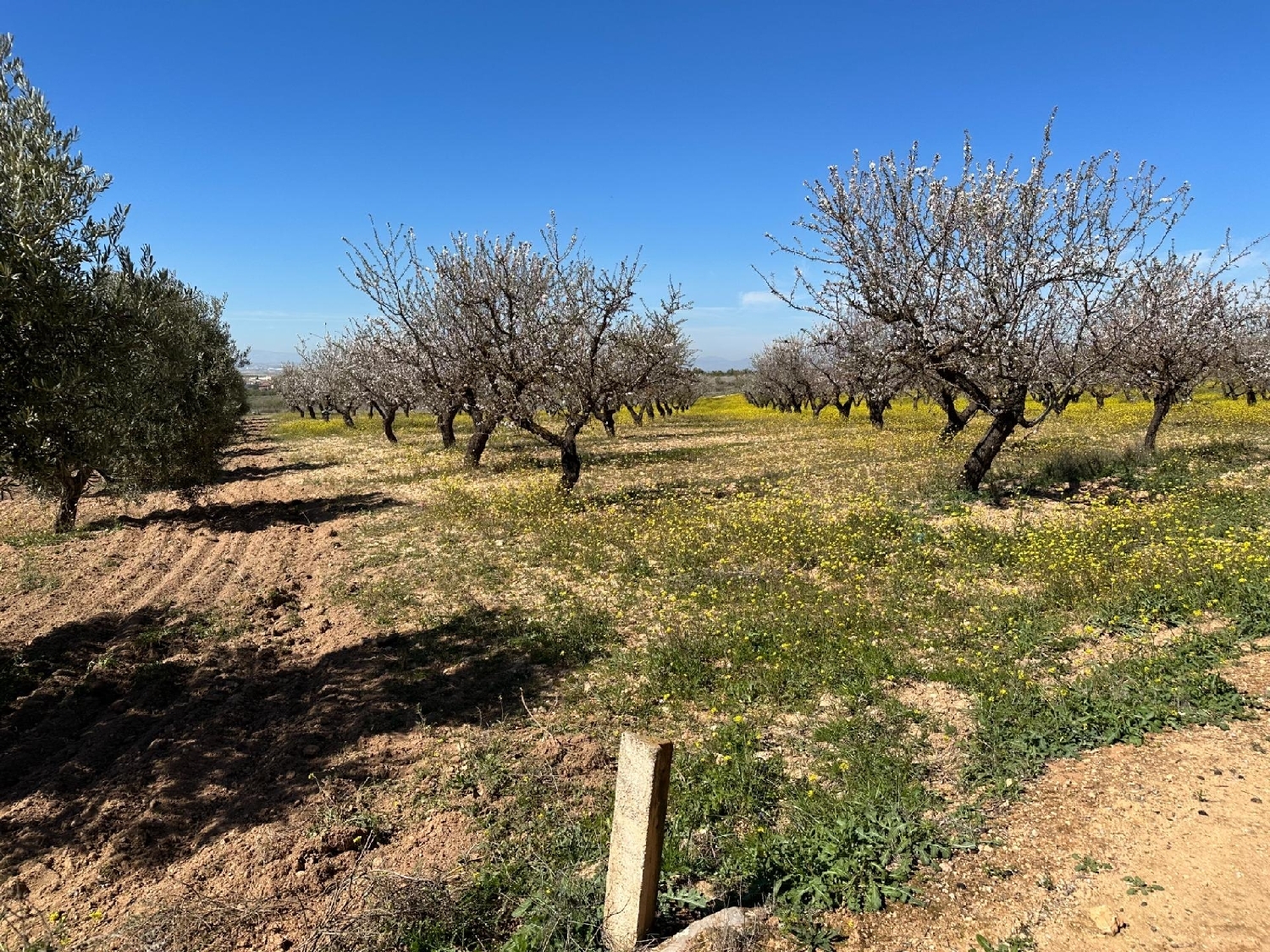  for sale plot Dílar Vega De Granada 6