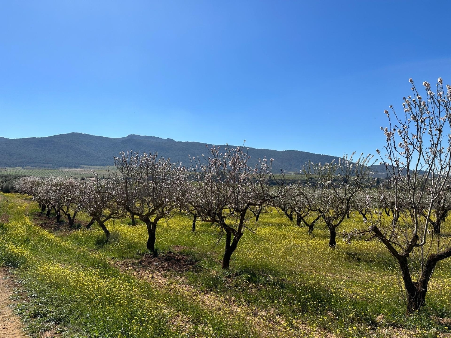  for sale plot Dílar Vega De Granada 3