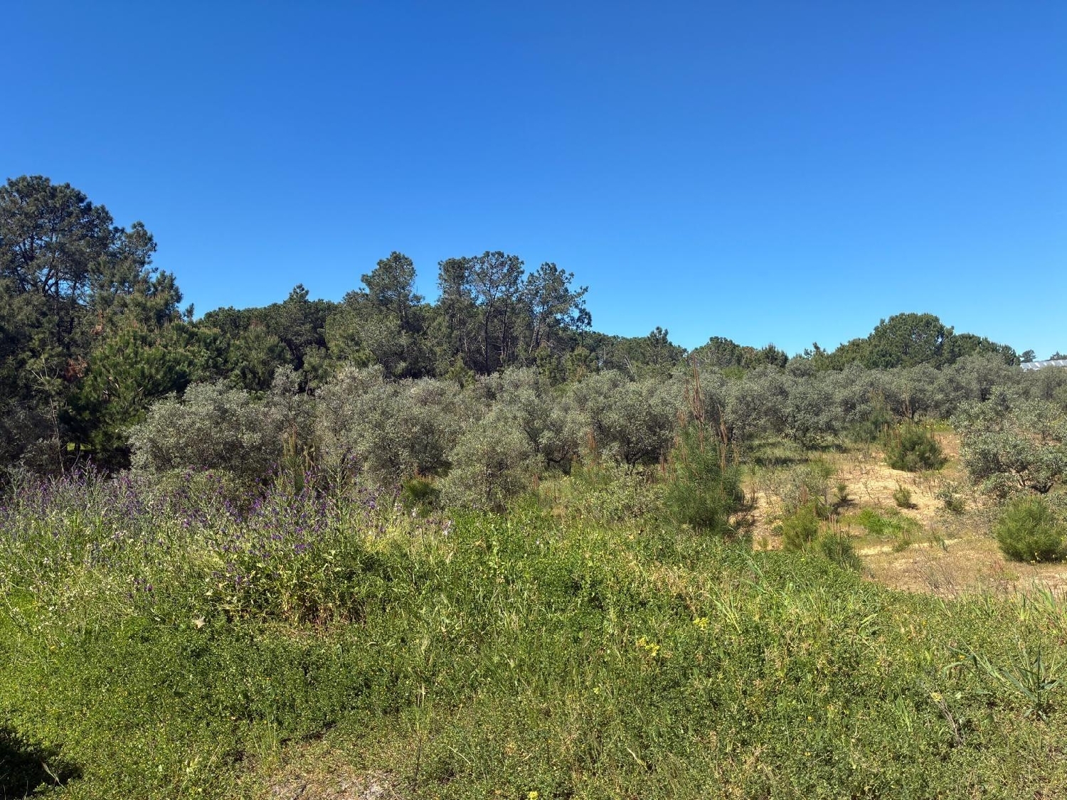  te koop perceel Gibraleon Metropolitana De Huelva 5