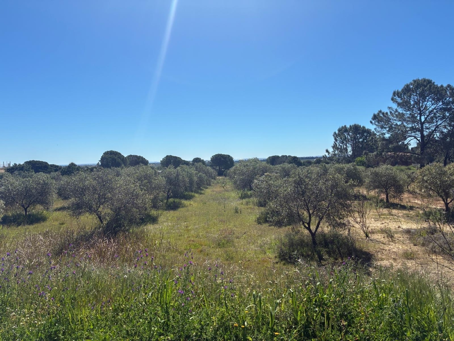  te koop perceel Gibraleon Metropolitana De Huelva 2