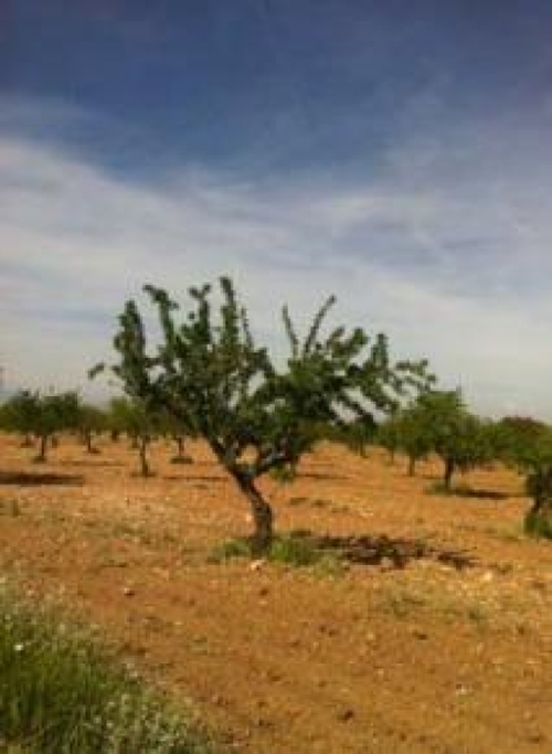 Guadix Accitania tomt foto 6377876
