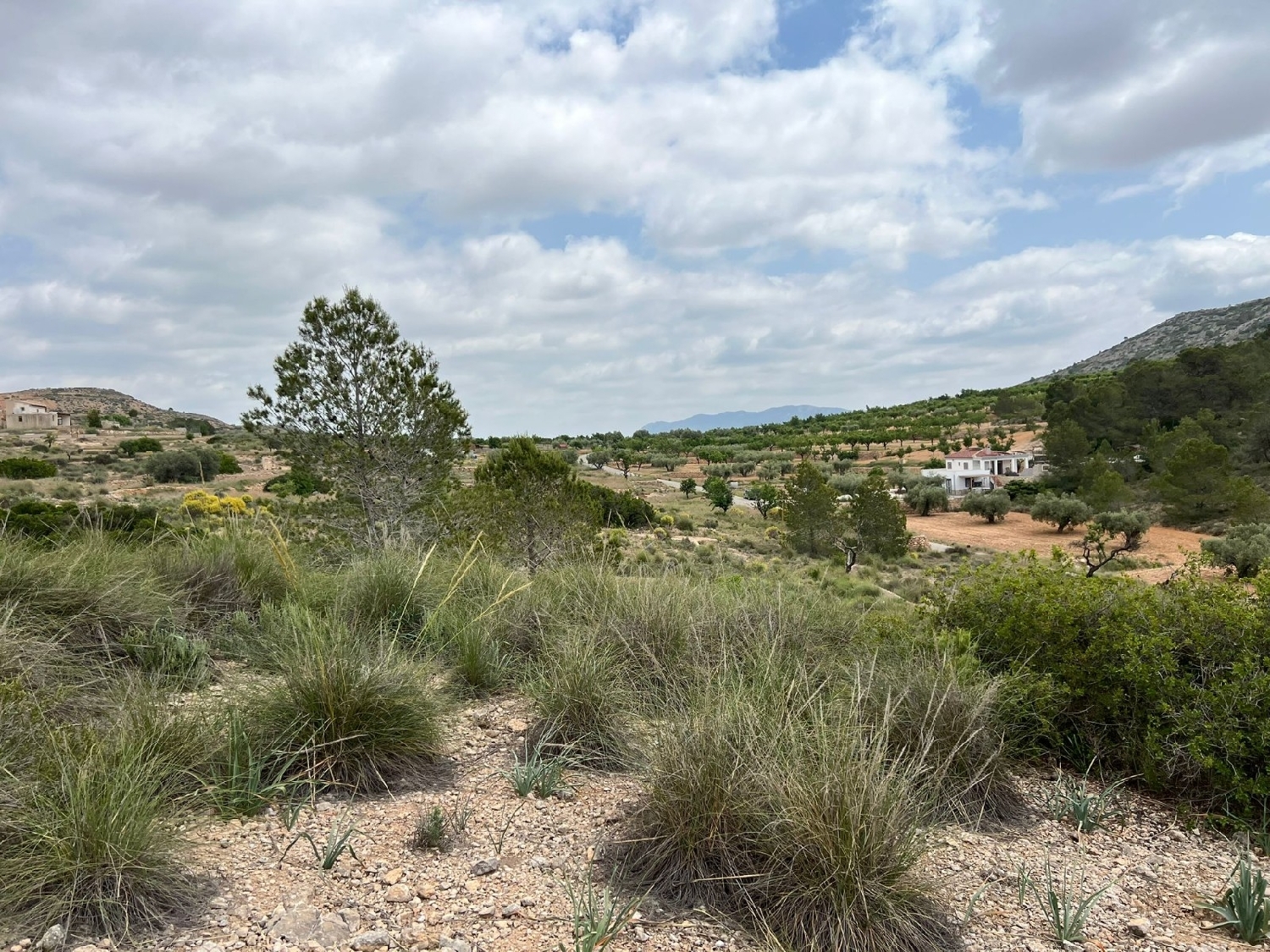  en venta terreno Hondón De Las Nieves Vinalopó Mitjà 2