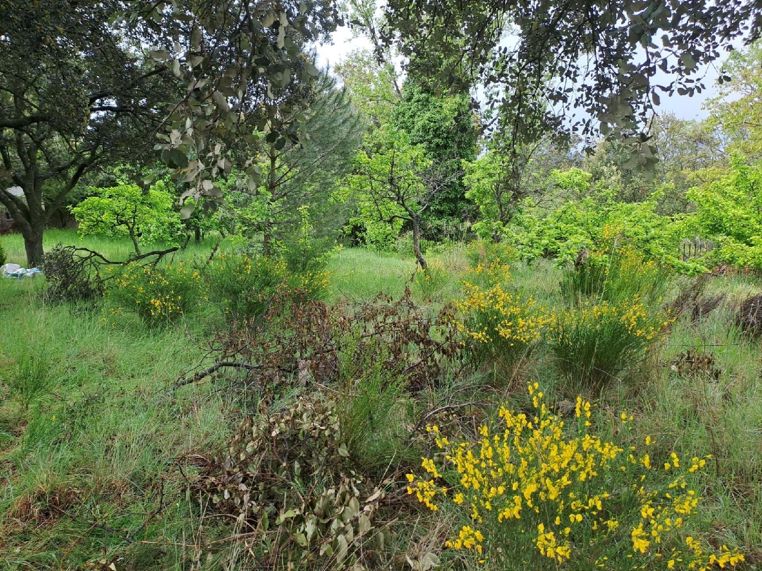  en venta terreno Ituero Y Lama Segovia Sur 4