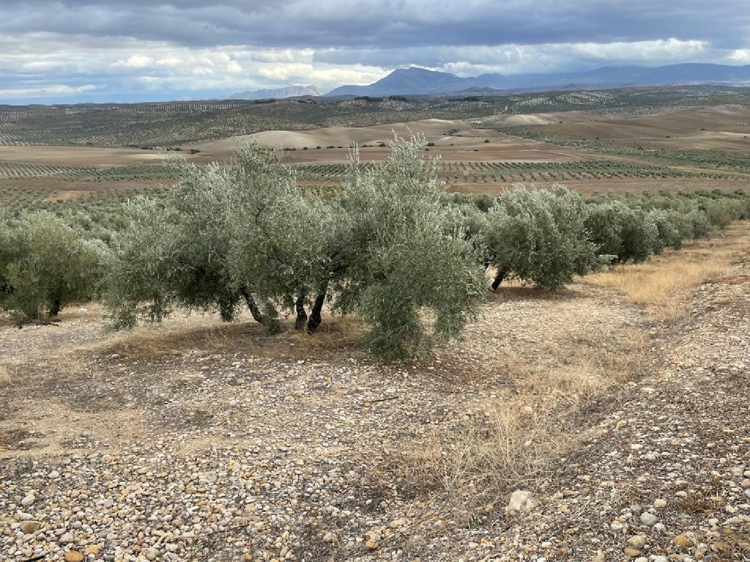 te koop perceel La Guardia De Jaén Metropolitana De Jaén 6