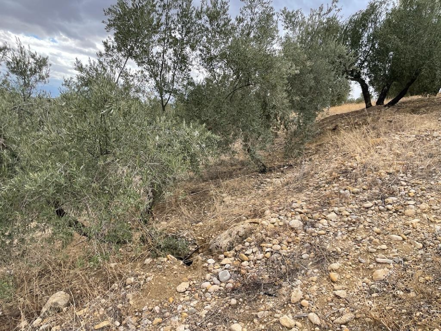 te koop perceel La Guardia De Jaén Metropolitana De Jaén 8